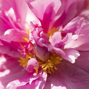 Pinke Pfingstrosen - Dr. Fleming Pinke Pfingstrosen - Dr. Fleming