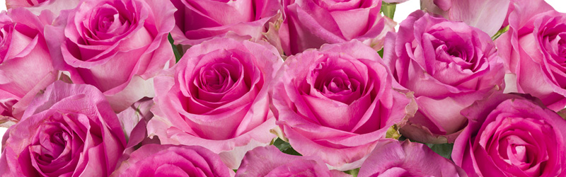 Nachhaltige Pinke Rosen Nachhaltige Pinke Rosen