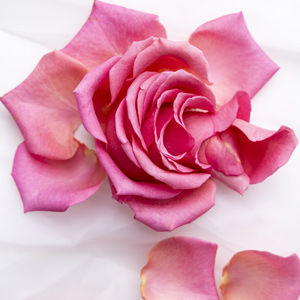 Pinke Rosenblüten Pinke Rosenblüten