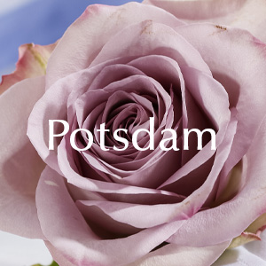 Rosenlieferung in Potsdam