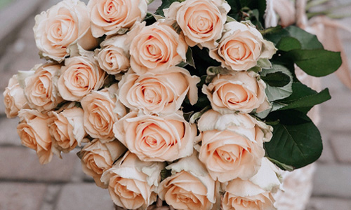 Premium Rosen Exklusive Rosen