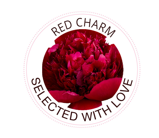 Red Charm Rose