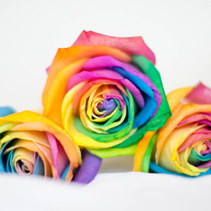 Regenbogen Rosen