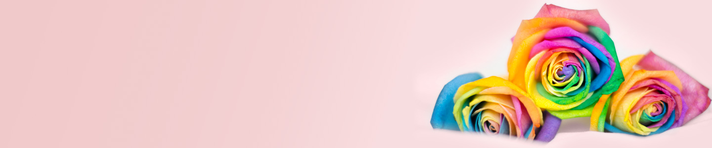 Regenbogen Rosen Regenbogen Rosen