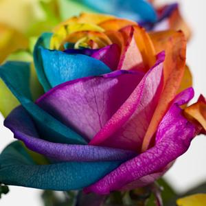 Schenke Regenbogen Rosen