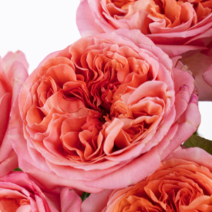 Pink X-Pression Rose