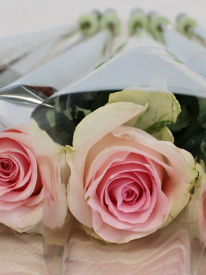 Rosa Rosen verpackt pro Stiel