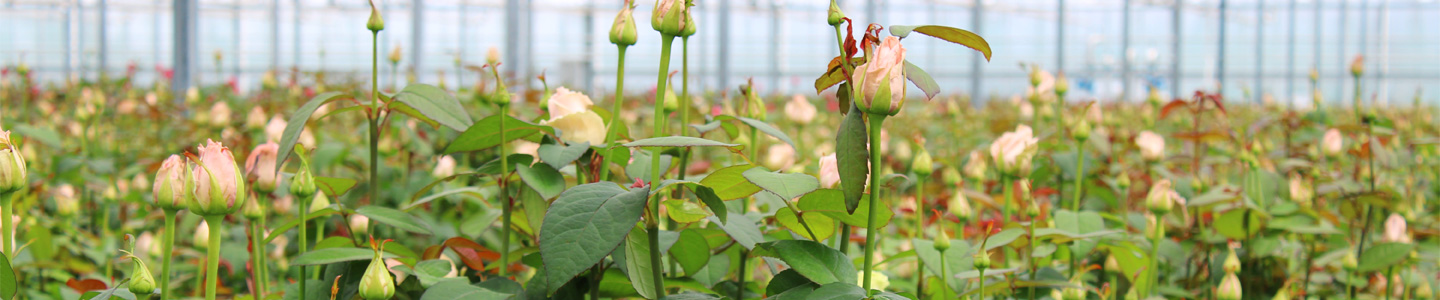 Rosen bei Berg Roses
