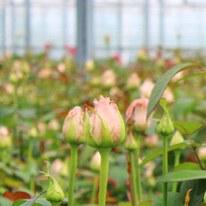 Nachhaltigkeit Berg Roses