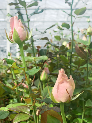 Rosen direkt vom Z&uuml;chter