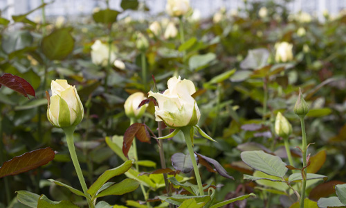 Frische Rosen vom Züchter Rosen direkt vom Züchter