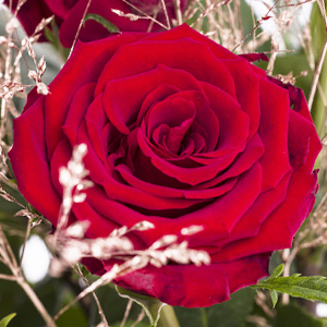 Rosen für Weihnachten Rosen für Weihnachten