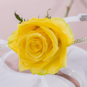 Blog: Früling ins Haus