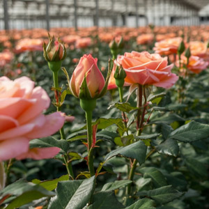 Nachhaltigkeit Naranjo Roses