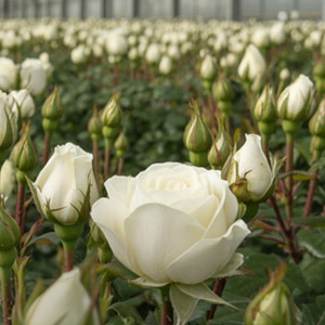 Nachhaltigkeit Ol Njorowa