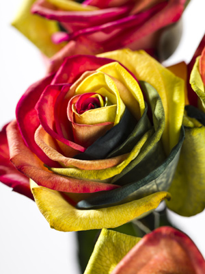 Gefärbte Rosen bestellen