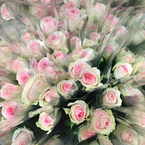 Geschäftlich Rosen bestellen