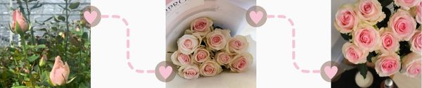 Rosen direkt vom Z&uuml;chter