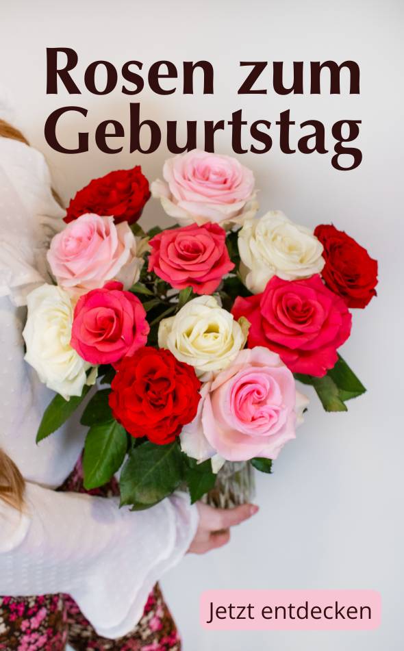 Rosen zum Geburtstag