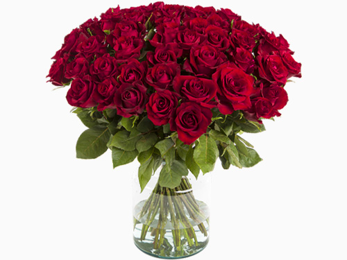 50 Rote Rosen - EverRed
