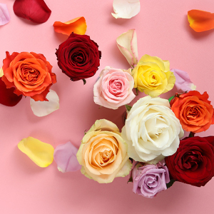 Symbolik Rosenfarben