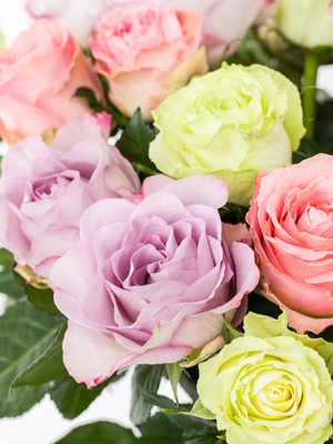 Bunte Rosen Bunte Rosen