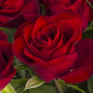 Rote Rosen aus Kenia