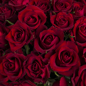 Rote Rosen bestellen