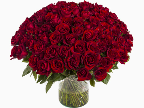 Rote Rosen - EverRed Rote Rosen - EverRed