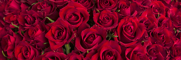 Rote Rosen bestellen
