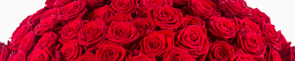 Stückzahl Rote Rosen - Red Naomi