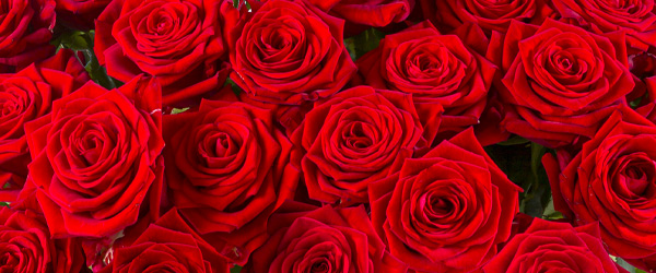 Rote Rosen - Red Naomi Rote Rosen - Red Naomi