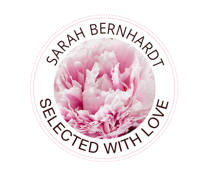 Die Sarah Bernhardt Pfingstrose