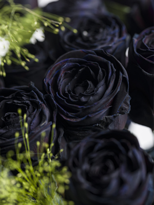 Schwarze Rosen bestellen Schwarze Rosen bestellen