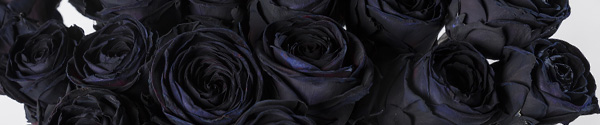 Schwarze Rosen