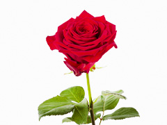 Eine rote Rose bestellen