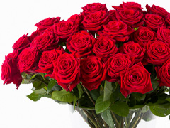 100 Rote Rosen - Valentinstag