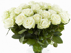 20 Weiße Rosen