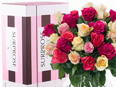 30 Bunte Rosen - Tacazzi