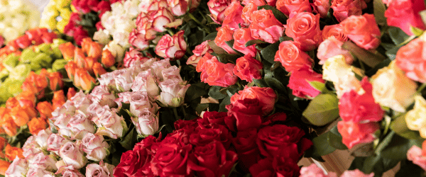 Frische Rosen bestellen Frische Rosen kaufen