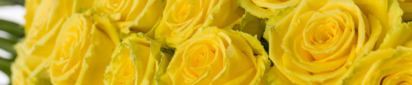 Gelbe rosenstrauss kaufen
