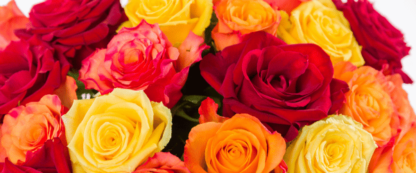 Herbstblumen Herbstblumen