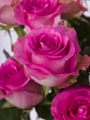 Pinke Rosen bestellen