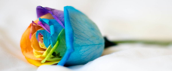 Regenbogen Rose