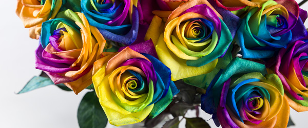 Regenbogen Rosen bestellen