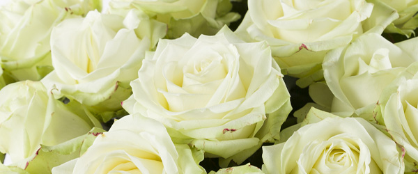 Wei&szlig;e Rosen - Avalancher