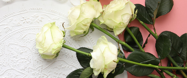 Wei&szlig;e Rosen verschicken