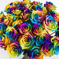 Regenbogen Rosenstrau&szlig;