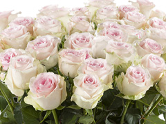 100 Rosen bestellen