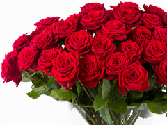 100 Rote Rosen